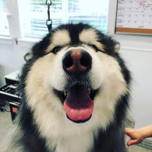 pet Grooming Houston