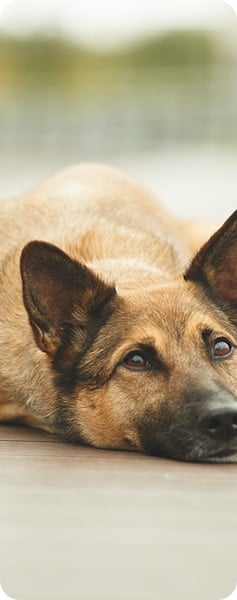 German Shephard