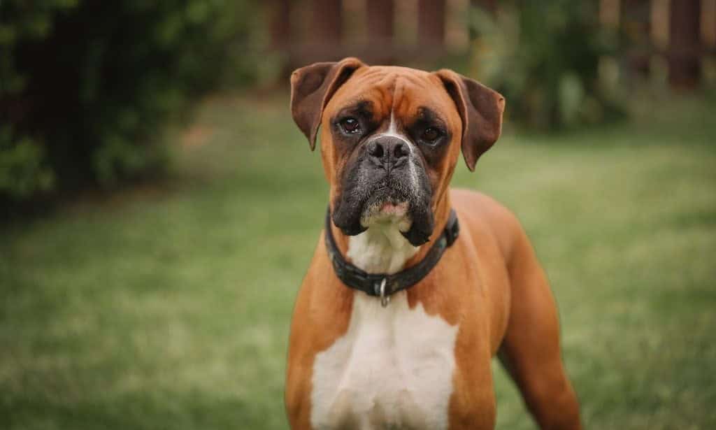 How Much is Dog Grooming in Houston? A Guide to Understanding Costs