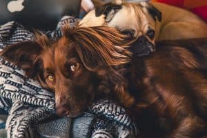 Dog Grooming in Houston