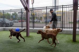 dog training by instructors at our salon