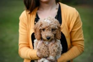 goldendoodle