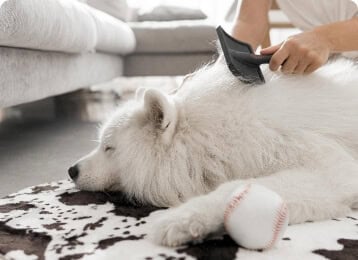 beautiful fluffy white dog