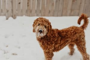 goldendoodle hair cut