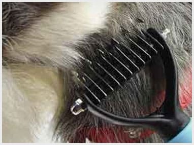 dog de tick