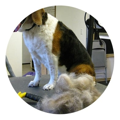 dog furminating