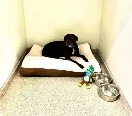 dog in bed