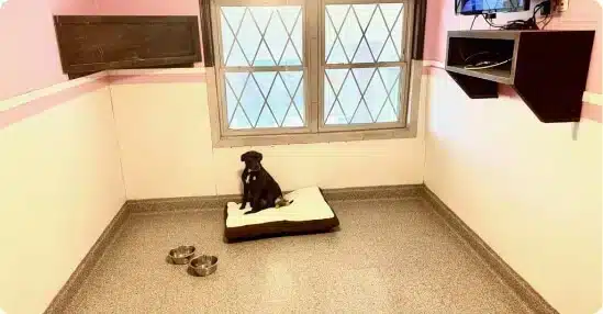 dog in penthouse