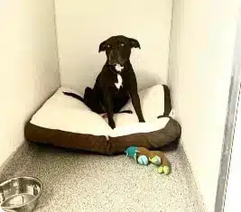 Pet Boarding