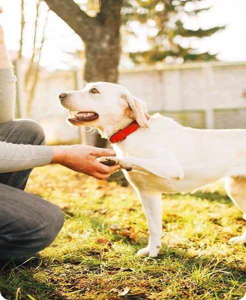 dog shaking hand