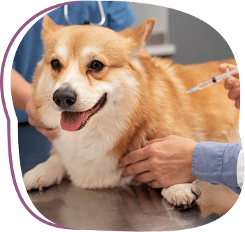 dog vaccination