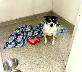 dog with blanket