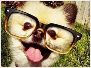 pet grooming services