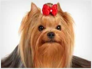 A well-groomed dog 