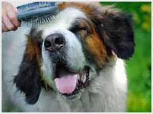 equipment for pet grooming