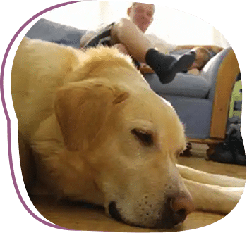 dogs heaven