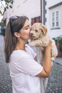 Grooming Your Cockapoo at Home