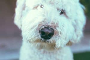 Labradoodles need baths