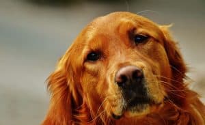 golden retriever dog getting grooming done