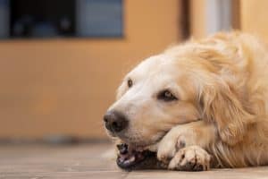 golden retriever puppy laying down