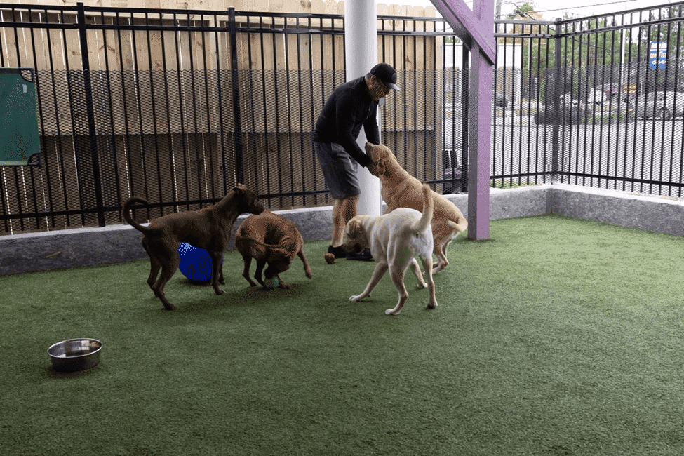 Our Dog Trainers and Boarding Services