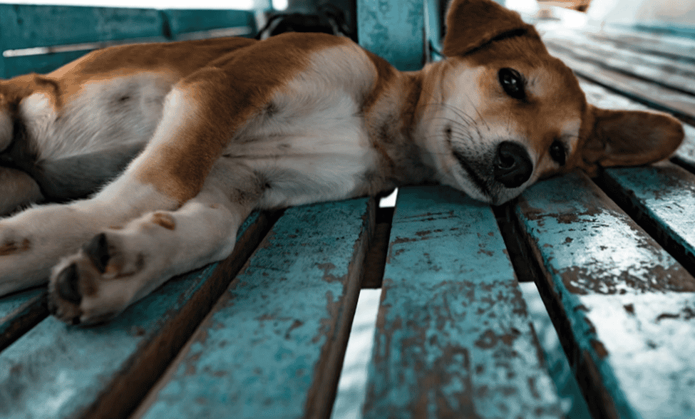 Home Care and Remedies for Kennel Cough