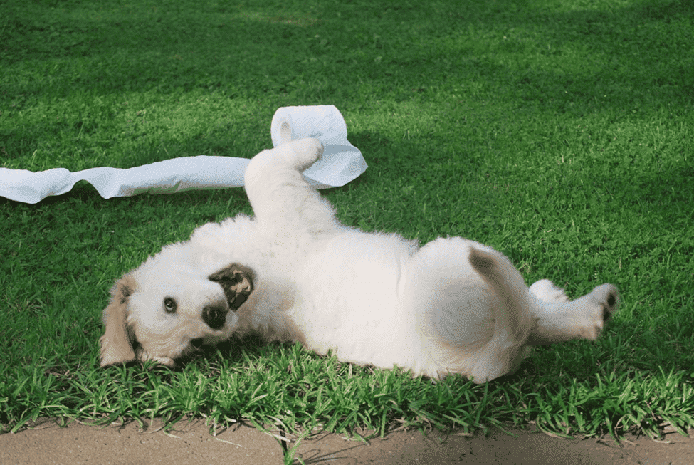 Dog Boarding for Unneutered Dogs: What You Need to Know