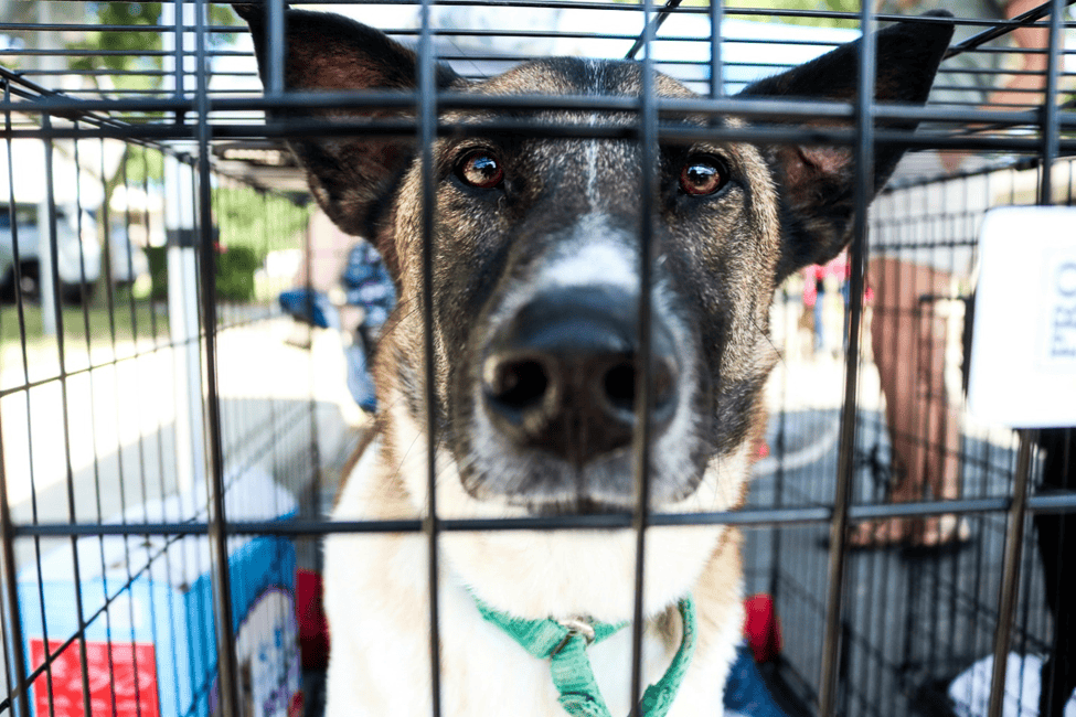 dog kennel in Houston, Types of Dog Kennels