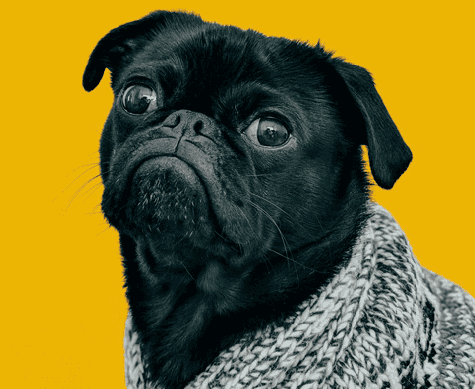 5 Tips for Choosing the Best Grooming Salon for Pets in Houston