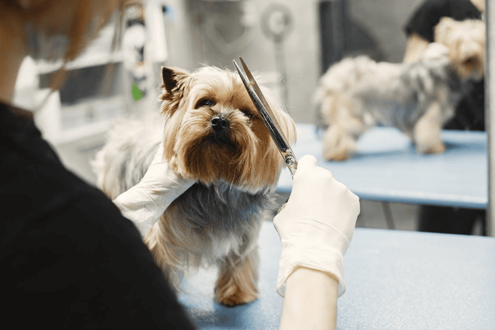 Top-Rated Dog Boarding Service: Expert Pet Care Solutions