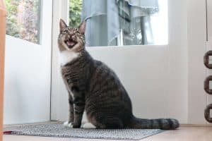 Pets can Get the Virus