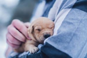 Benefits of using My Pet Credentials