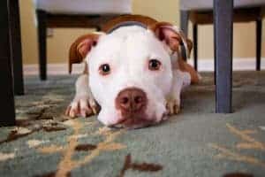 Symptoms of Coronavirus in Pets