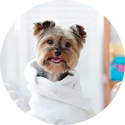 pet grooming