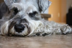 schnauzers Health Issues