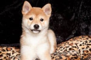 shiba inus pet grooming