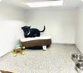 Pet Boarding