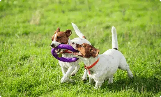 sportive dog performing lure coursing competition