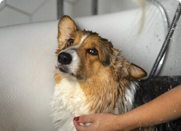 washing pet corgi