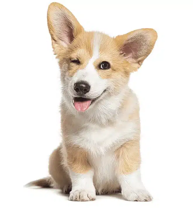 happy Puppy Welsh Corgi 14 Weeks old dog winking panting and sitting isolated on white e1743968313952
