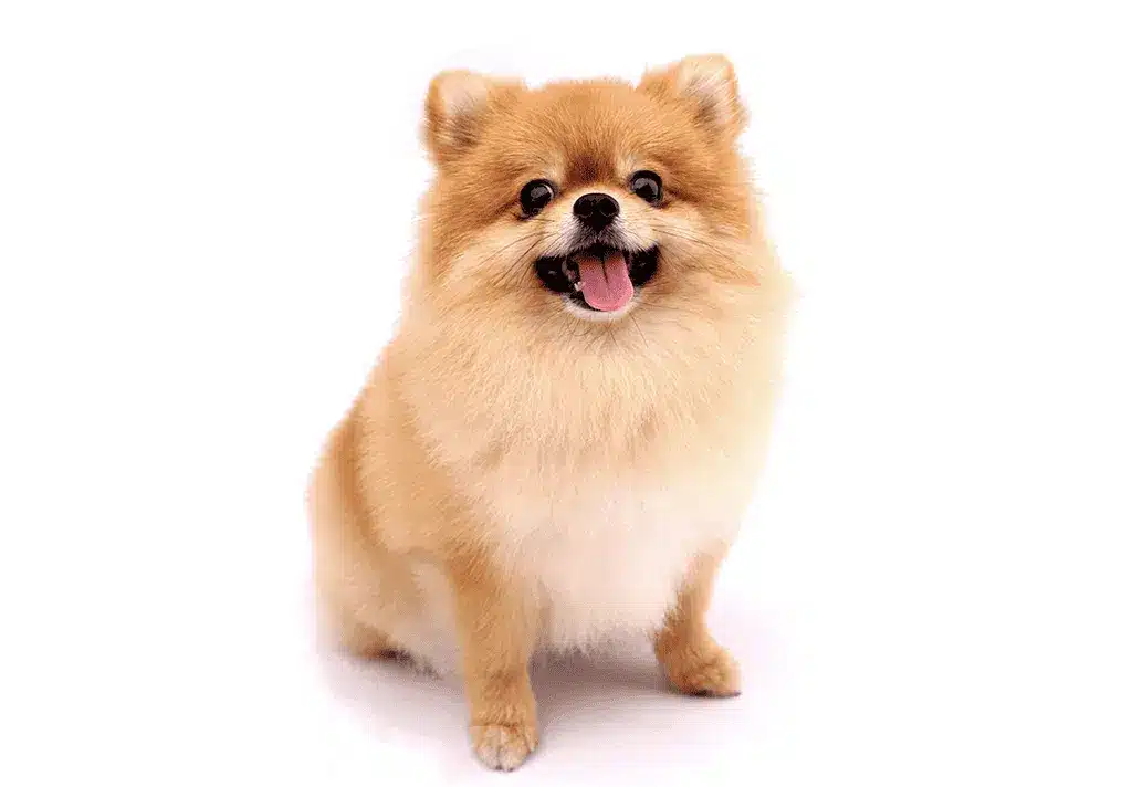 new cus dog 1024x713 1
