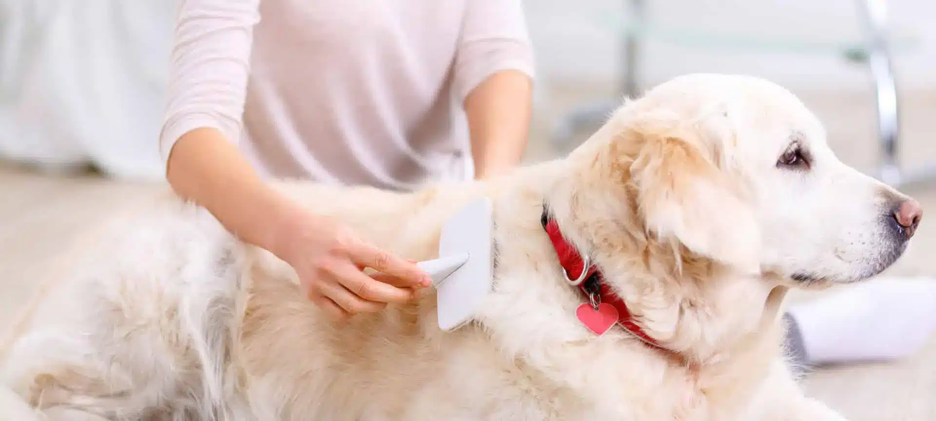 The dog house pet salon hero