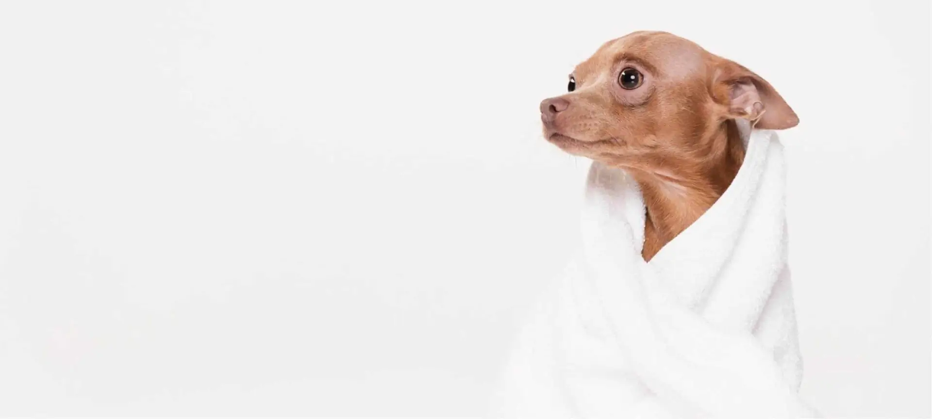 The dog house pet salon hero