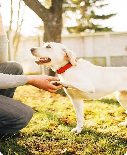 White dog shaking hand