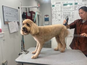 The Dog House Pet Salon | How Often Should You Groom Your Dog?