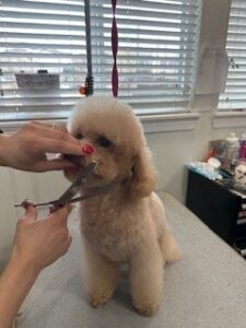 Is Dog Daycare Worth It? What Houston Pet Parents Should Know